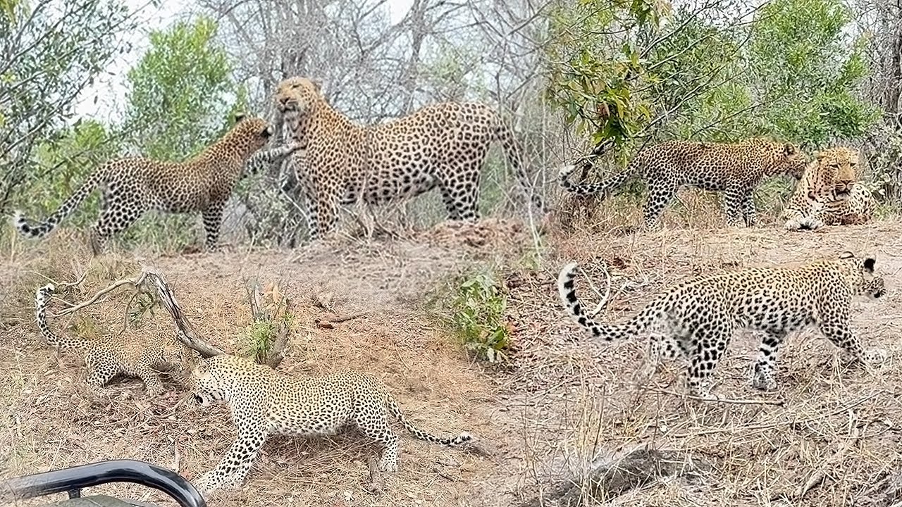 5 LEOPARDS in 1 SIGHTING 🐆🐆🐆🐆🐆