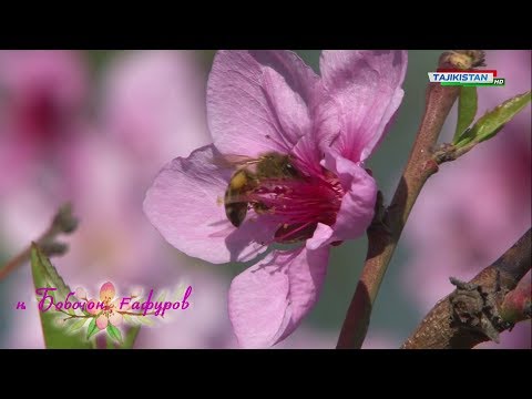 Тоҷикистон: Баҳорӣ ноҳияи Бобоҷон Гафуров / Nature of tajikistan