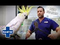 Vet needs bolt cutters to get metal ring off cockatoo's foot | Full Episode | Bondi Vet