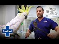 Bolt Cutters For Metal Ring On Cockatoo's Foot | Bondi Vet Coast to Coast Season 2 | Full Episode