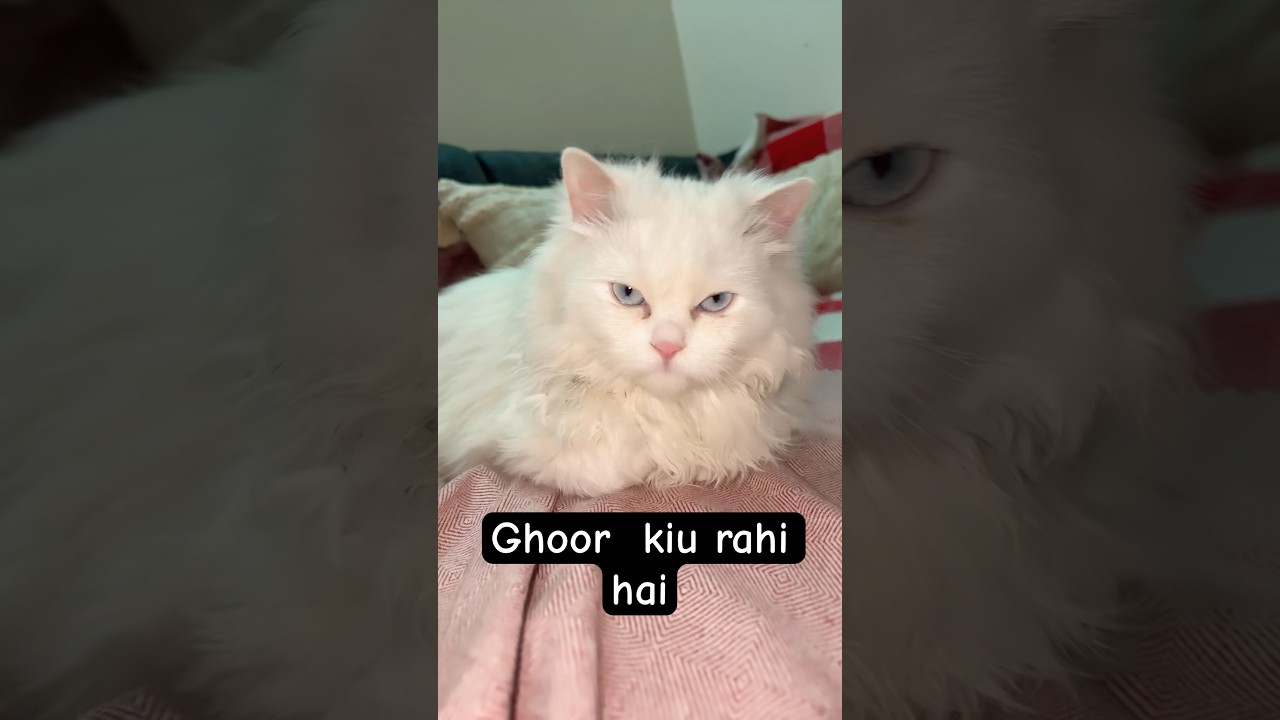 Ghoor kiu rhi hai 