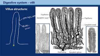 Structure of a villus