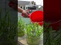 Empecé a cultivar en casa usando botellas recicladas y nutrientes sin experiencia #hidroponia
