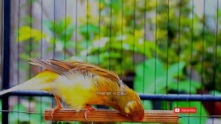 Pinte-roteando as vibrações de cannry