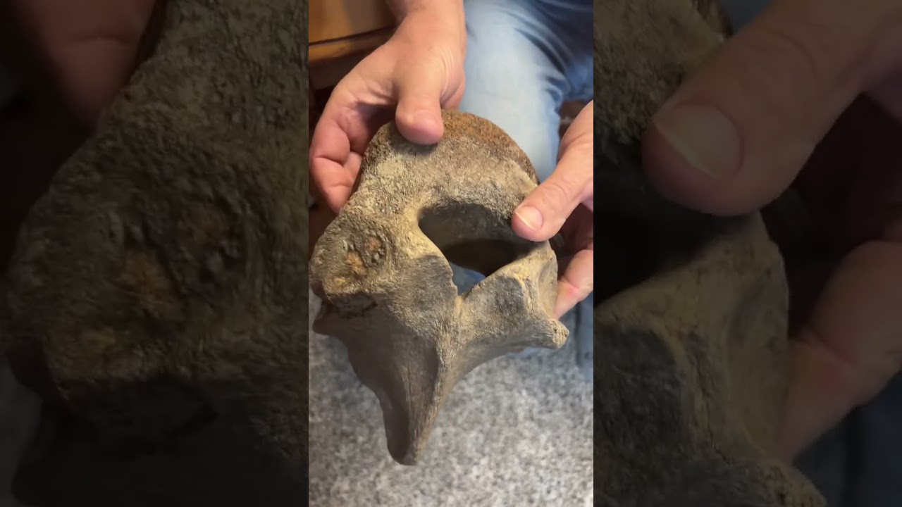 Day 14 of Fossil February MASTODON VERTEBRAE