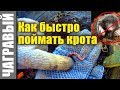 Как быстро поймать крота на даче