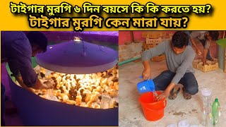টাইগার মুরগি কিভাবে পালন করতে হয়? জানুন একটি ভিডিওতে