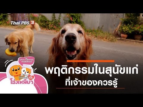 วีดีโอ: การกำหนดอายุผู้สูงอายุในสุนัข