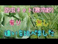 防虫ネット(寒冷紗)の効果は？