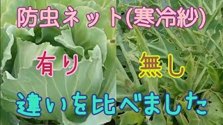 防虫ネット(寒冷紗)の効果は？