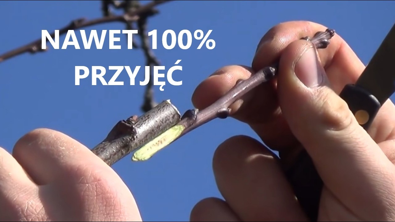 SZCZEPIENIE DRZEW OWOCOWYCH - INSTRUKTAŻ - wszystko o szczepieniu drzew