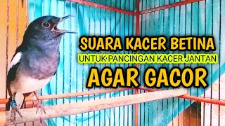 SUARA KACER BETINA UNTUK PANCINGAN KACER JANTAN  !! PANCINGAN KACER GACOR PASTI NYAUT AMPUH.