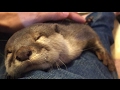 カワウソさくら 死んでるように寝て、生き返って、きゅーん！ otter