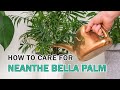 How to care for Neanthe Bella Palm