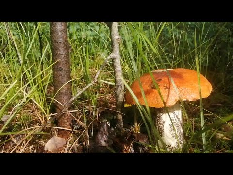 Hordes of aspen mushrooms were waiting for us there.