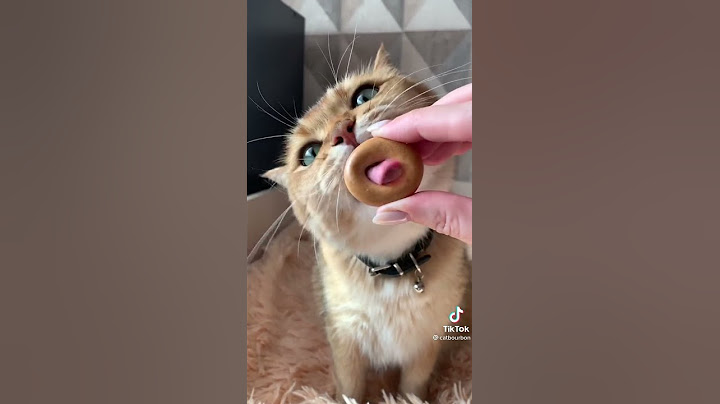 КАКОЙ КОРМ ДЛЯ КОТА ЛУЧШЕ ВСЕХ?