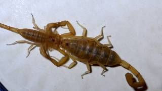 Scorpion Mating Ritual