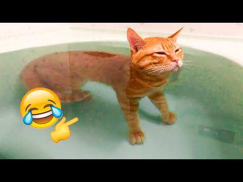 Funny Animal Videos - Hilarious Cat Reactions - Week #180 — Eightify