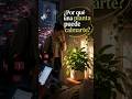 ¿Por Qué una Planta Puede Calmarte? La Ciencia lo Explica 🌿 #plantas #jardin #garden #plants