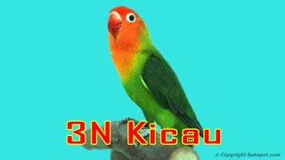 Download Lagu Grand Opening 3n Kicau MP3