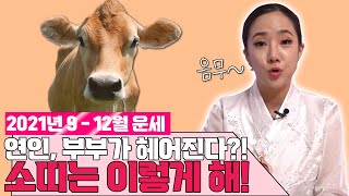 운세 ㅣ 2021년 하반기 운세 소띠! 남은 신축년 미리미리 알고 준비하세요!(서울점집)(강남점집)