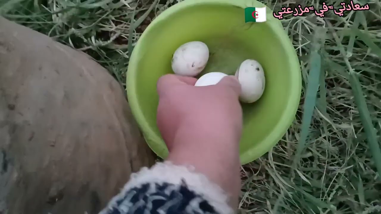 @اليوم نهار كامل وانا اجمع كنوز مزرعتي