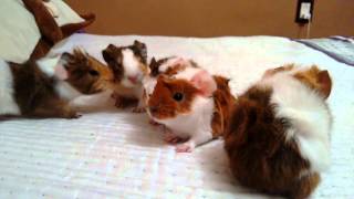 Newborn Guinea Pigs