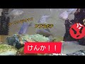 タイリクバラタナゴとアブラボテのけんか