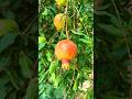 Mobile creative nature Pomegranate videography ideas #short #crazy #nature #farming #reels 