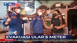 Petugas Evakuasi Ular Sepanjang 6 Meter dari Plafon Rumah Warga di Jakarta - SIP 08/06