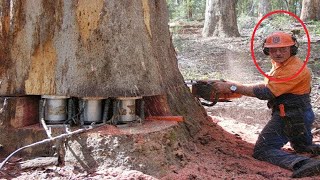Amazing Dangerous Fastest Big Tree Felling Chainsaw Skills - Biggest Wood Cutting Sawmill Machines