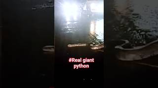 🐍 මේ සර්පයෙක් ද රාක්ස්ෂයෙක් ද්? 😱 /Massive Python in Sri Lanka