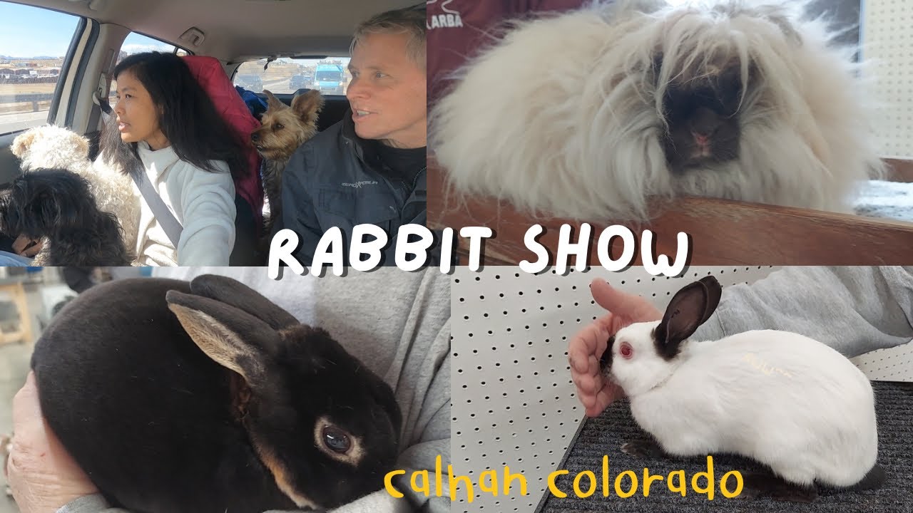 Wild Rabbit Show Rabbit show in Calhan Colorado. - YouTube
