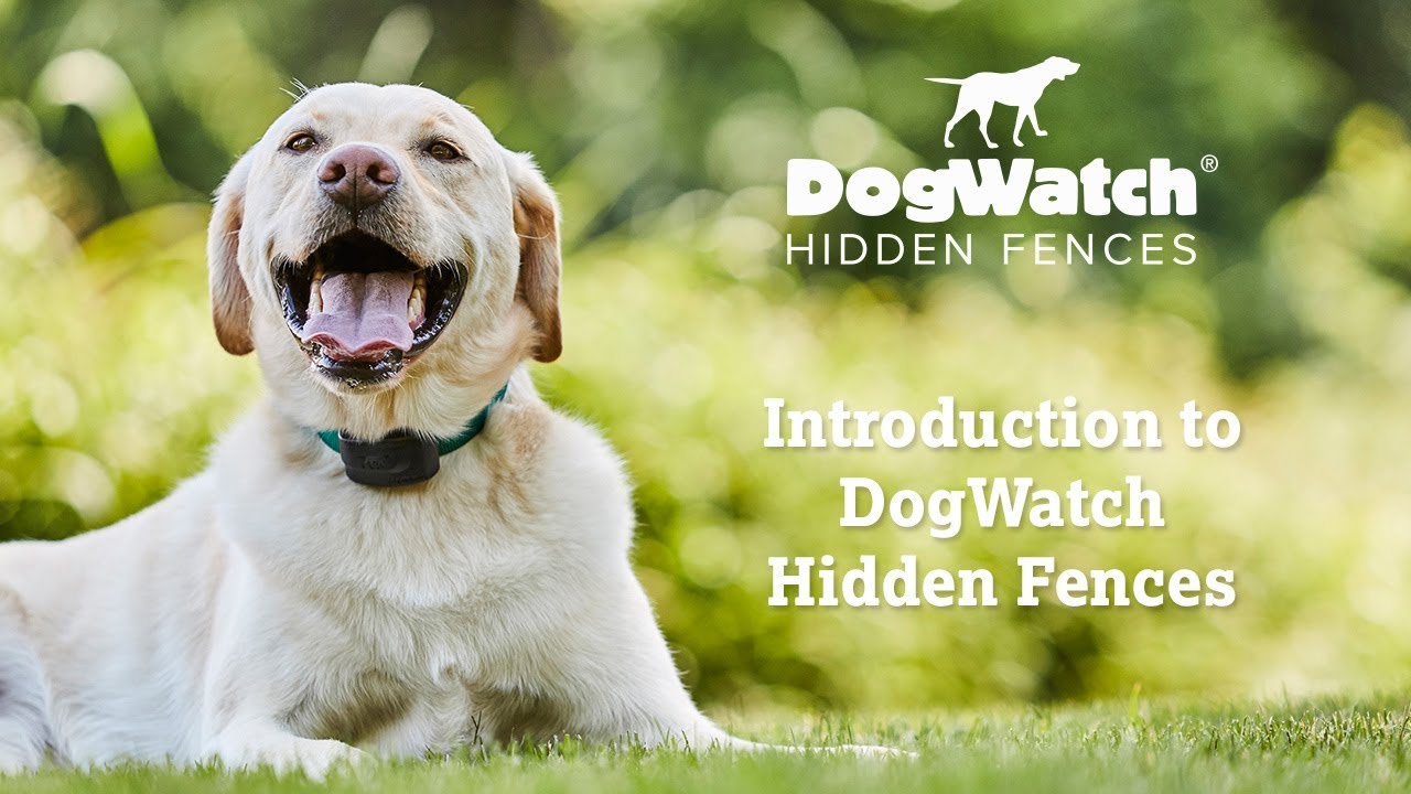 Stap delicatesse Productie DogWatch | Onzichtbare omheining die uw huisdier in uw tuin houdt!