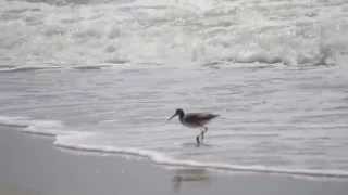 Watch Willet Island video
