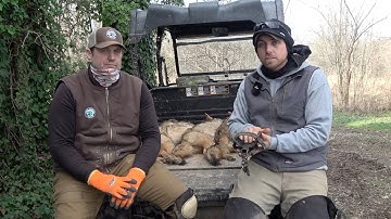 COYOTE TRAPPING Information Feat: Alan Probst