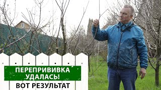 видео: Перепрививка плодовых. Посмотрите на наш результат, вы сможете сделать также! картинка: Перепрививка плодовых. Посмотрите на наш результат, вы сможете сделать также!