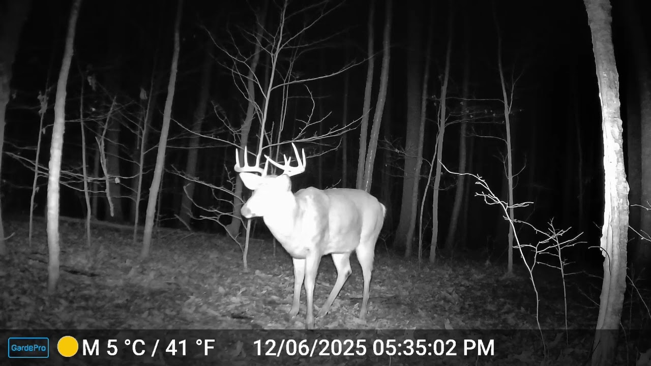 Our Backyard Animals Trail Camera - Videos of a Majestic Buck, an Owl, Foxes, Deer, and Coyotes.