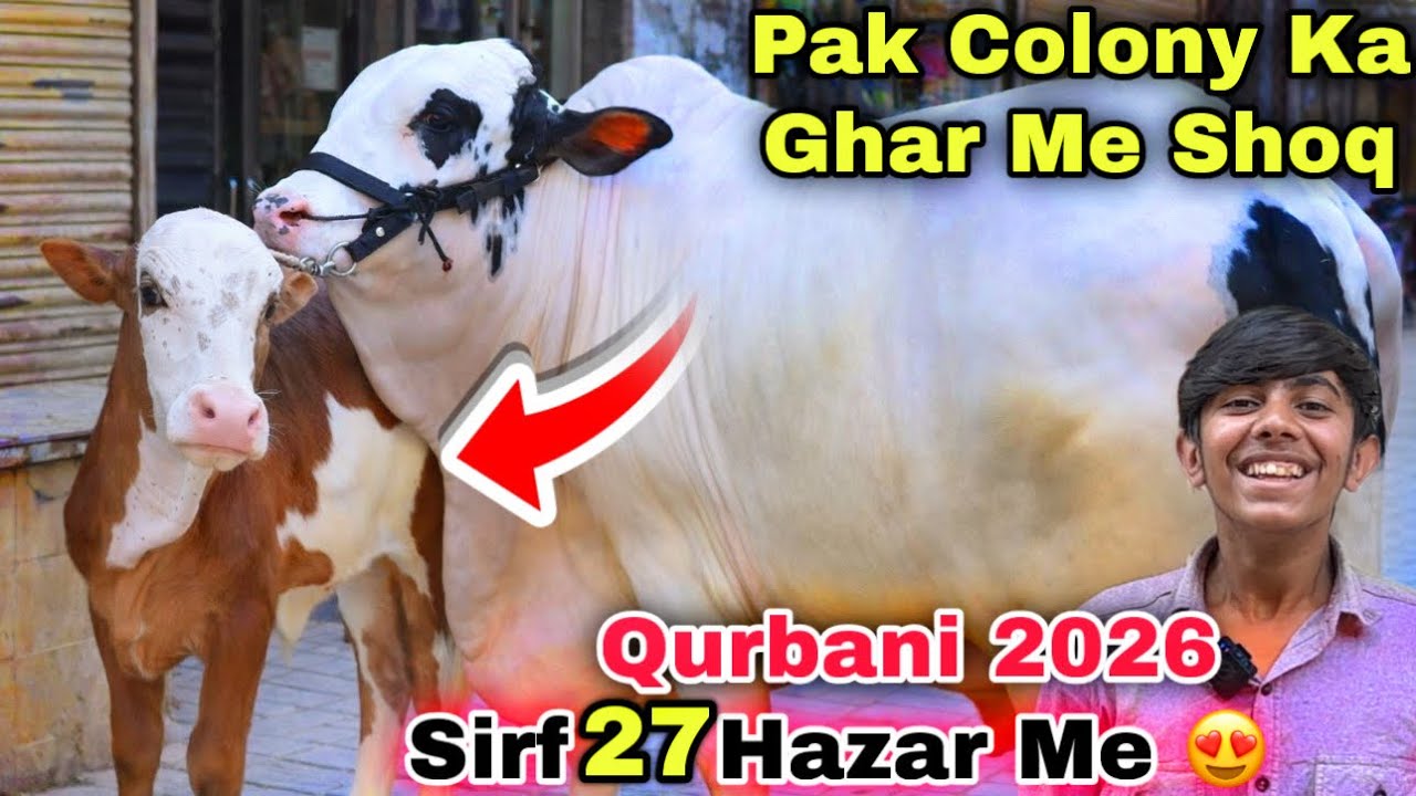 SALE 🚨Pak Colony Ka Ghar Me Qurbani 2026 Ka Janwero Ka Shoq 🍀 | Cow Mandi 2026