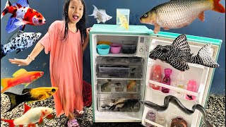 Download Lagu Menangkap Ikan Dalam Kulkas😱Ikan Lele, Gabus, Hiu, Nemo, Koi, Menfish, Lobster, Buntal, Nila \u0026 Koki MP3