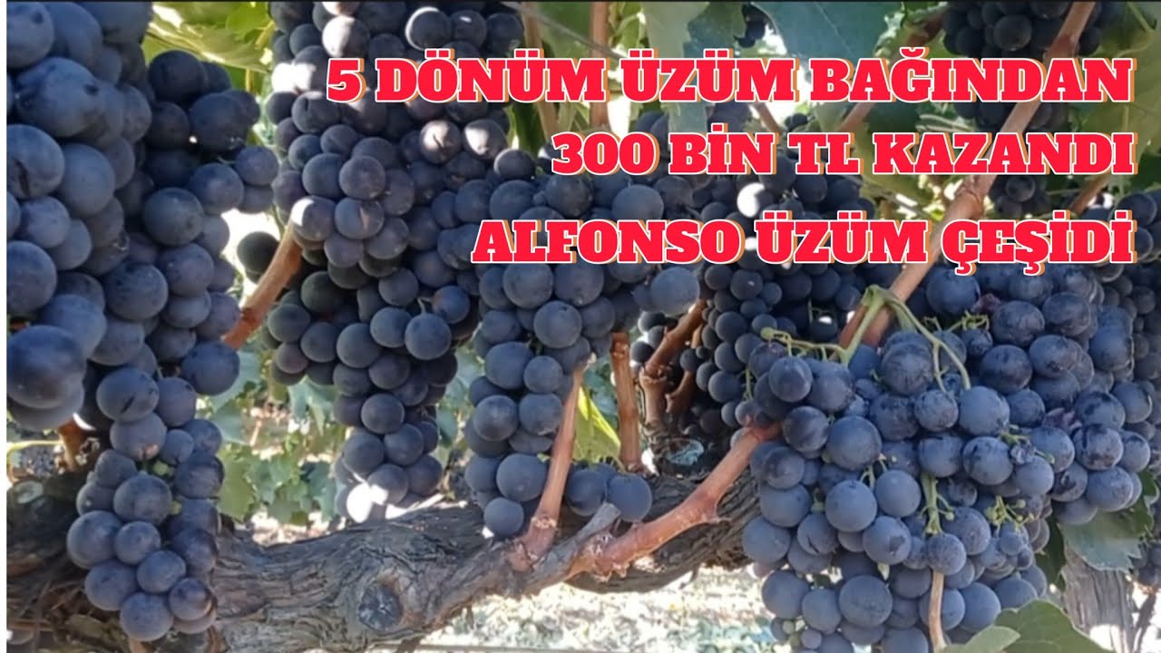 Alfonso Sofralık üzüm yetiştiriciliği. Üzüm bağı nasıl kurulur. Gördes/Manisa #üzüm