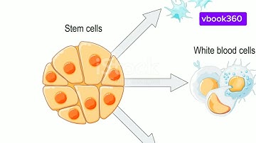 How do cells come up with their programming language?, The Basis of Life