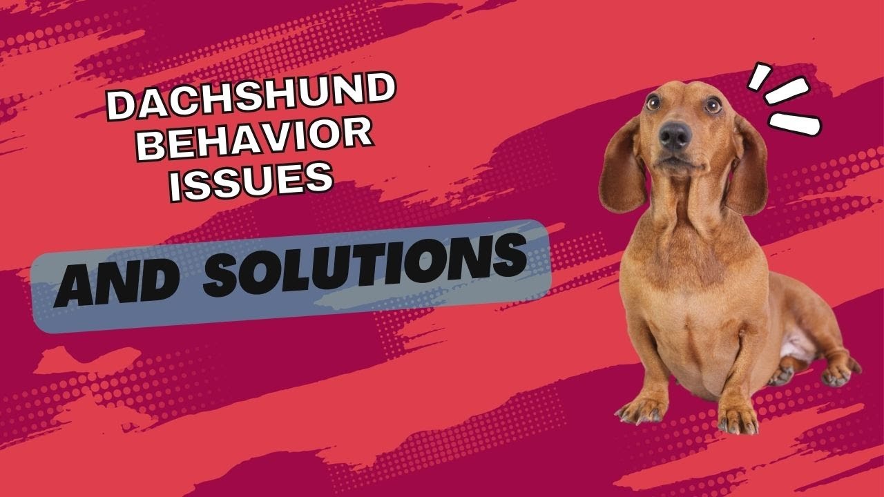 Dachshund Behavior Issues and Solutions