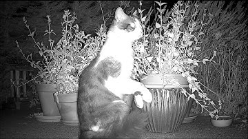 Catnip Highlight Reel #8