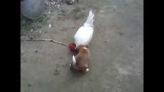 Amazing Dog Vs Cock fighting