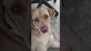 SHINBA KA VIDEO KAISE LGA BTAO CMT 😂😂hmra😂 shinbha#shorts #animals #dog #doglover #youtuber #youtube