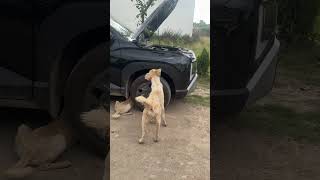 Tom and Jerry#2026 #dog #rat #hunting