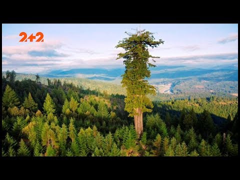 Які вони, найстаріші та найвищі дерева світу?