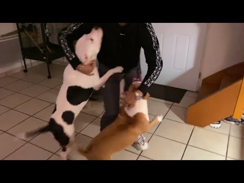 ON VOUS MONTRES LES RETROUVAILLES AVEC RANIA ET MES CHIENS ! ORLA TOMBES DANS LES ESCALIERS...
