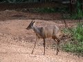 Deer, Mazama americana, Veado-mateiro,